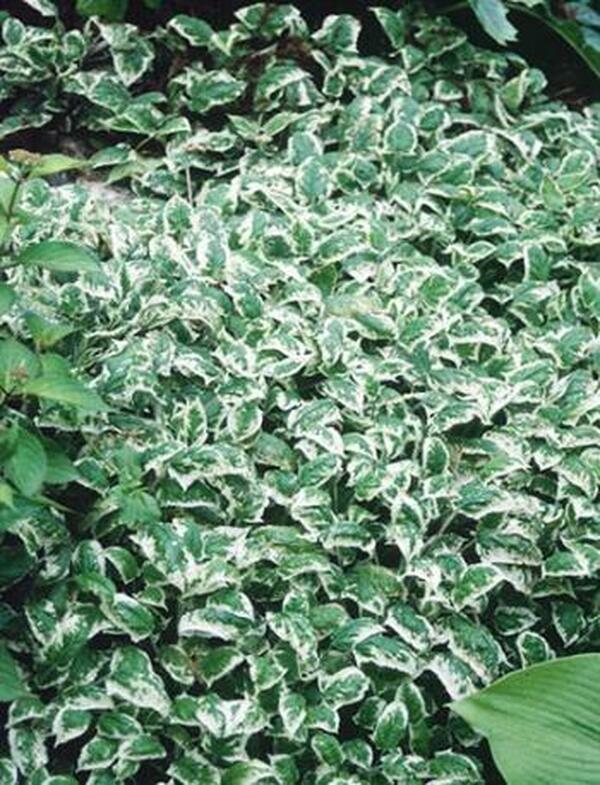 Image of Salvia nipponica 'Fuji Snow'|Juniper Level Botanic Gdn, NC|JLBG