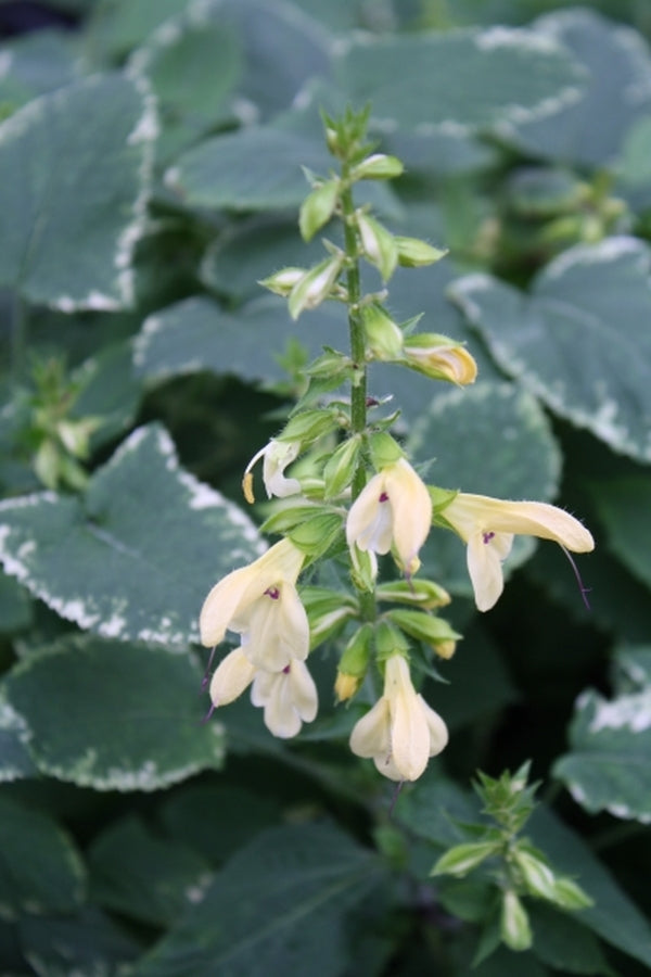 Image of Salvia nipponica 'Fuji Snow'||