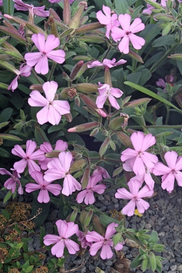 Image of Saponaria 'Pink Out'|Juniper Level Botanic Gdn, NC|JLBG