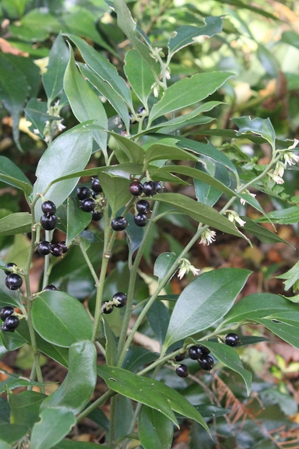 Image of Sarcococca orientalis|Juniper Level Botanic Gdn, NC|JLBG