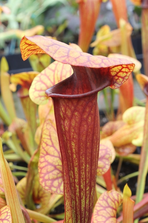 Image of Sarracenia 'Abandoned Hope'|Juniper Level Botanic Gdn, NC|JLBG