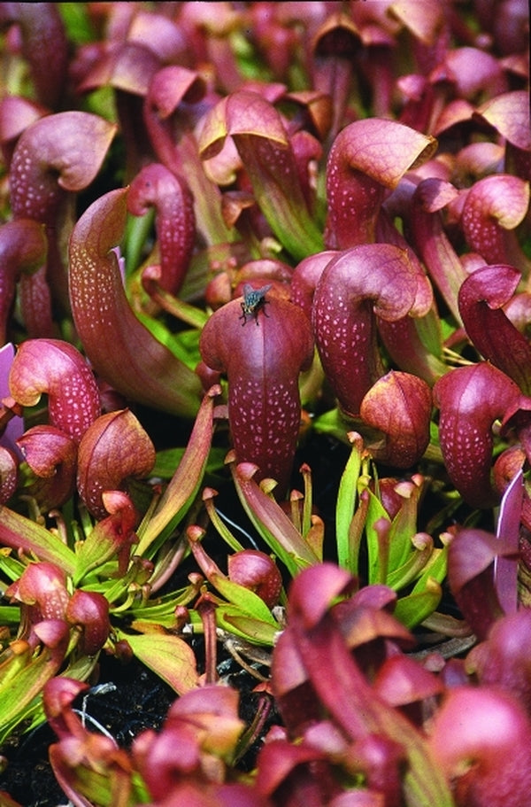 Image of Sarracenia 'Ladybug'|Juniper Level Botanic Gdn, NC|JLBG