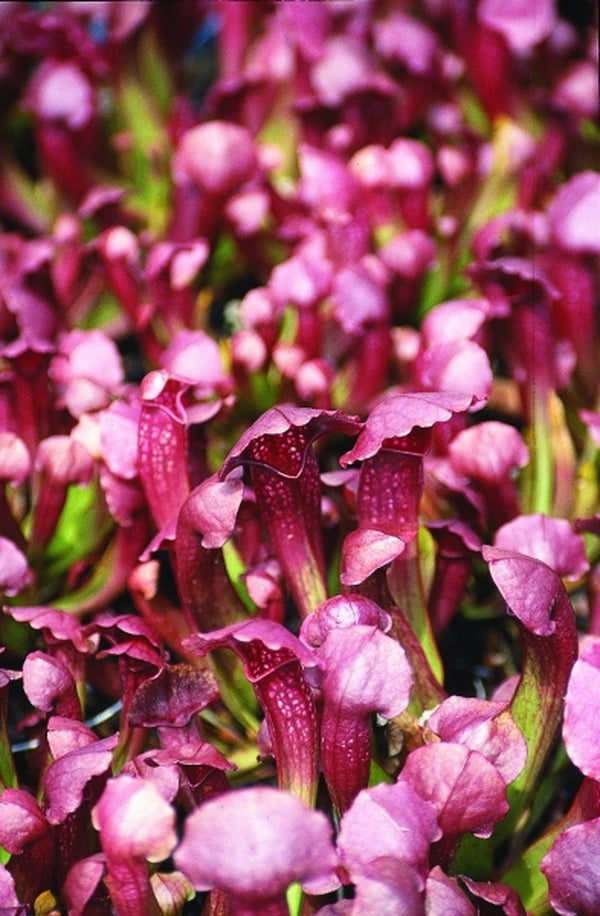 Image of Sarracenia 'Lovebug'|Juniper Level Botanic Gdn, NC|JLBG