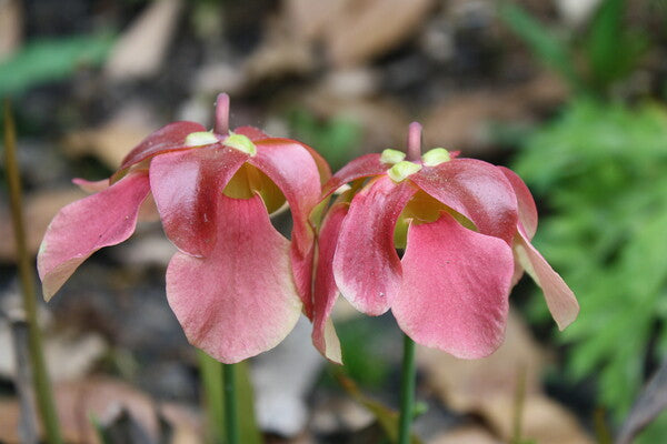 Image of Sarracenia x ahlesii|Juniper Level Botanic Gdn, NC|JLBG