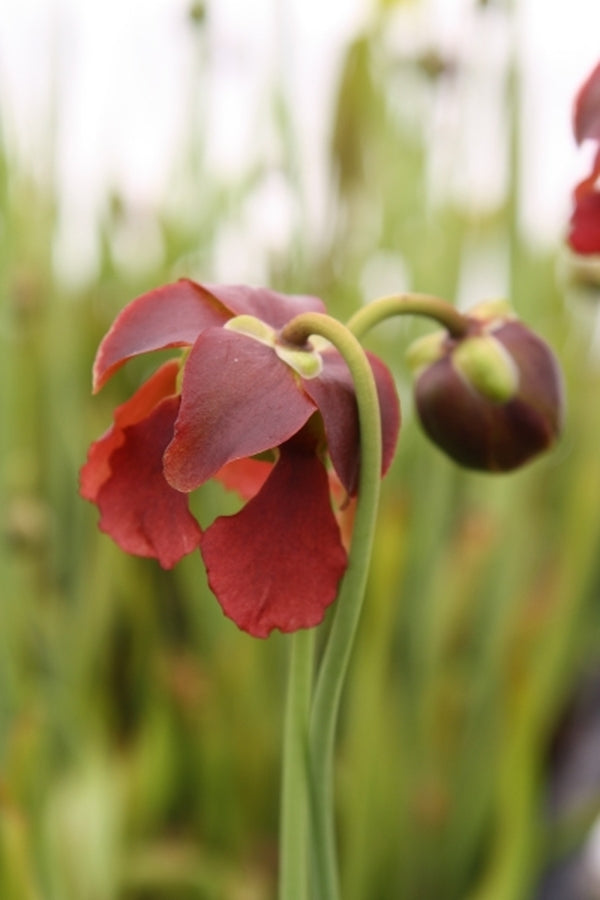 Image of Sarracenia alabamensis ssp. alabamensis NOT OUTSIDE NC|Juniper Level Botanic Gdn, NC|JLBG
