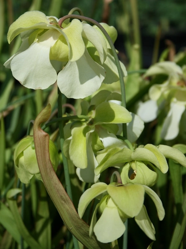 Image of Sarracenia alata||