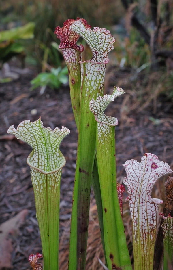 Image of Sarracenia leucophylla 'Hurricane Creek White'|Juniper Level Botanic Gdn, NC|JLBG