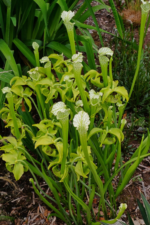 Image of Sarracenia leucophylla 'Unstained Glass'taken at Juniper Level Botanic Gdn, NC by JLBG