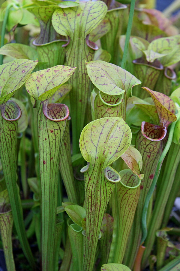 Image of Sarracenia oreophila NOT OUTSIDE NC||