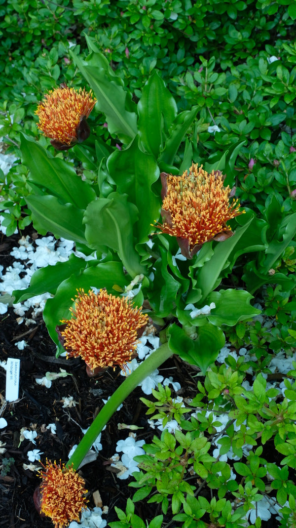 Image of Scadoxus puniceus 'Eastern Cape'|Juniper Level Botanic Gdn, NC|JLBG