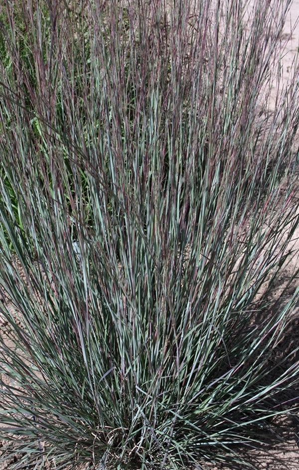 Image of Schizachyrium scoparium 'MinnBlueA' PP 17,310|Walters Gardens, MI|
