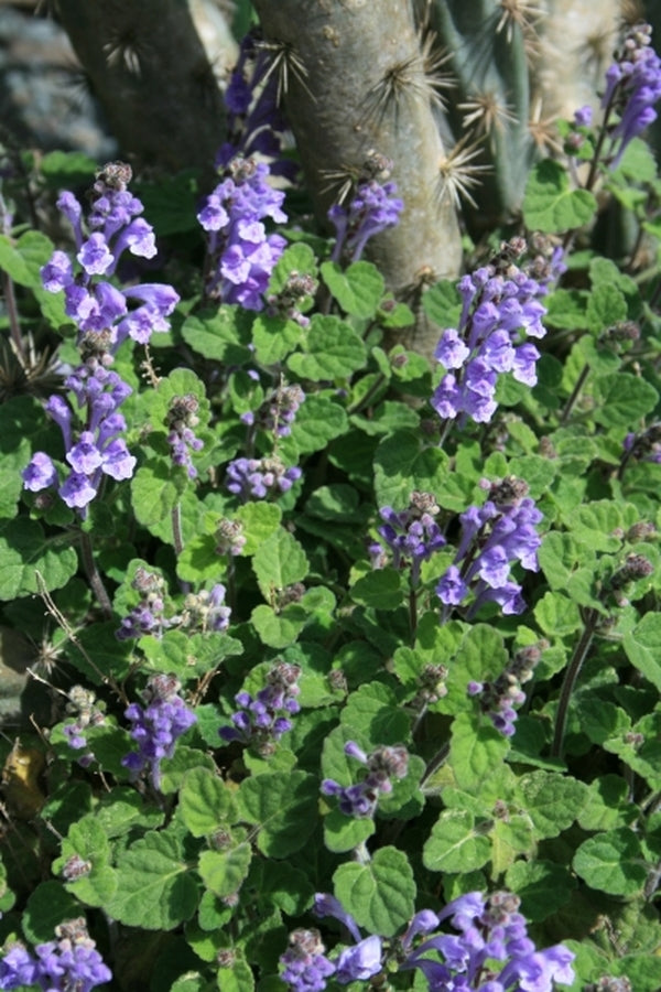 Image of Scutellaria indica var. parviflora|Juniper Level Botanic Gdn, NC|JLBG
