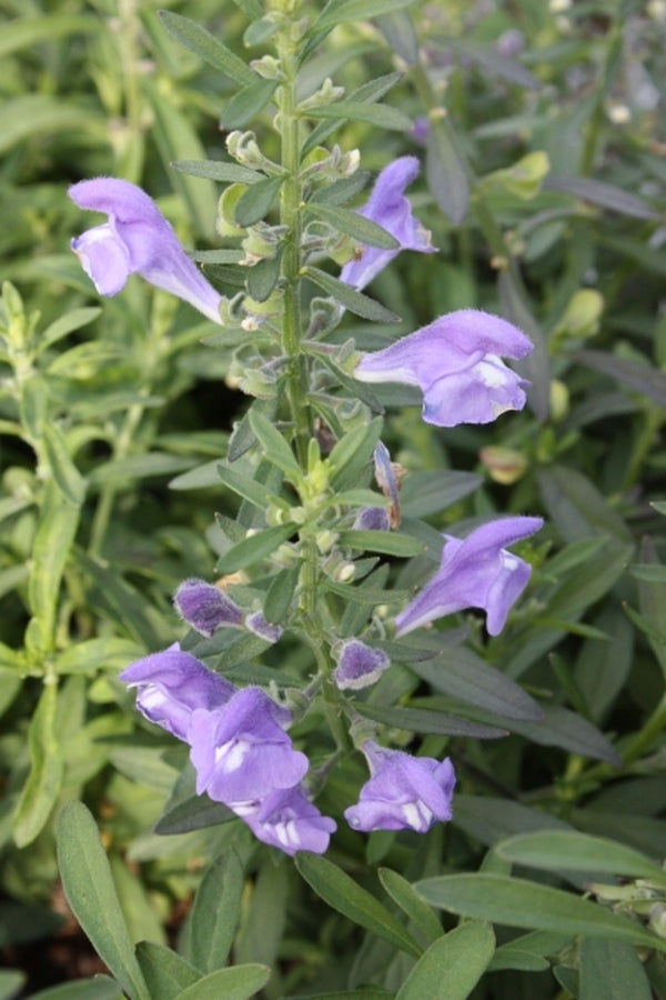 Image of Scutellaria integrifolia A4SC-003|Juniper Level Botanic Gdn, NC|JLBG