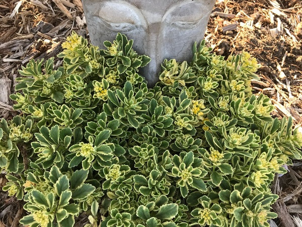 Image of Sedum 'Boogie Woogie' PP 31,767|Walters Gardens, MI|H. Hansen