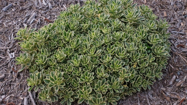 Image of Sedum 'Boogie Woogie' PP 31,767|Juniper Level Botanic Gdn, NC|JLBG