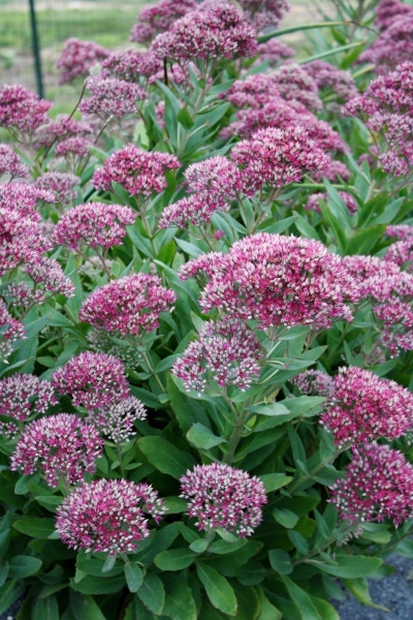 Image of Sedum 'Class Act' PP 20,125|Juniper Level Botanic Gdn, NC|JLBG