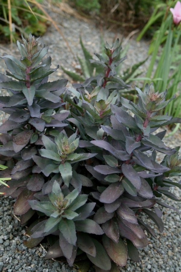 Image of Sedum 'Jose Aubergine'|Juniper Level Botanic Gdn, NC|JLBG
