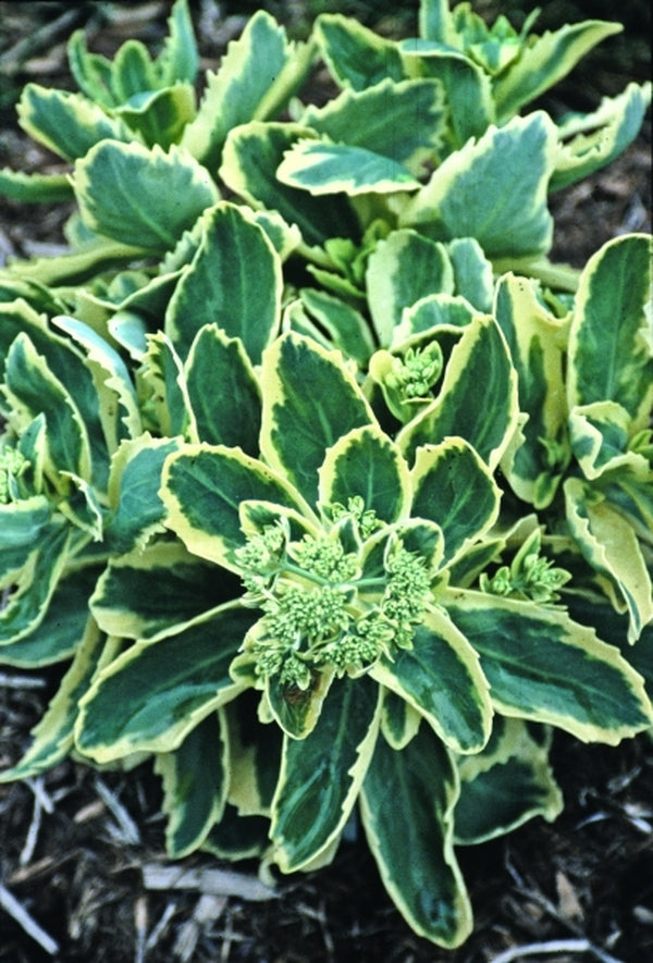 Image of Sedum 'Lajos' PP 14,421|Juniper Level Botanic Gdn, NC|JLBG