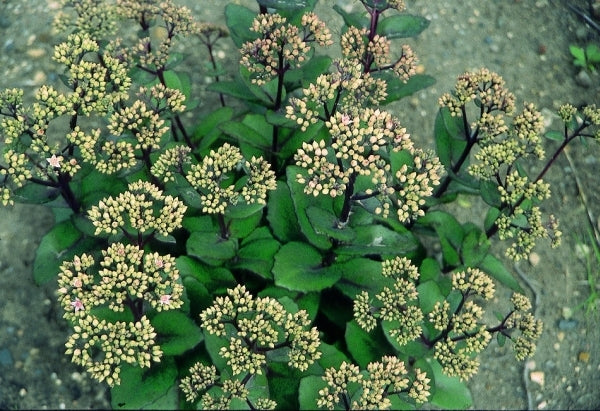 Image of Sedum 'Matrona'|H. Hansen Gdn, MN|
