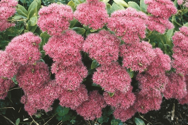 Image of Sedum 'Neon'|Juniper Level Botanic Gdn, NC|JLBG