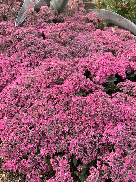 Image of Sedum 'October Sunset'|Walters Gardens, MI|H. Hansen