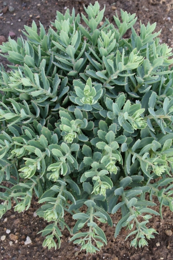 Image of Sedum 'Pure Joy' PP 24,194|Walters Gardens, MI|