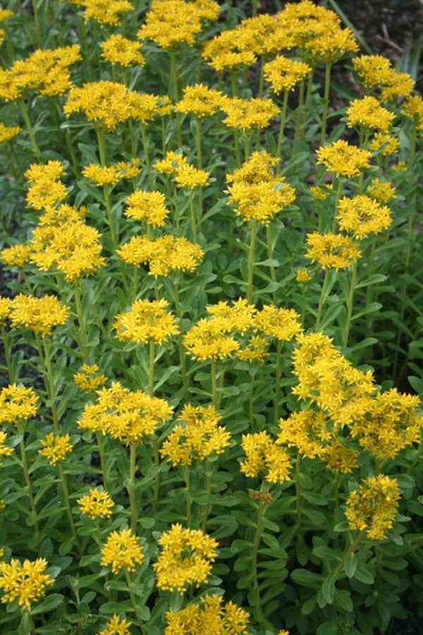 Image of Sedum aizoon var. angustifolium coll. #HH-03CH165|Juniper Level Botanic Gdn, NC|JLBG