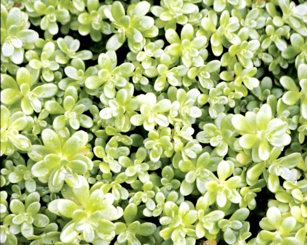 Image of Sedum confusum|Juniper Level Botanic Gdn, NC|JLBG