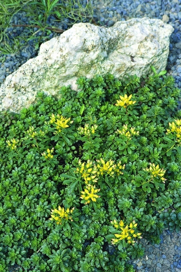 Image of Sedum kamtschaticum var. floriferum|Juniper Level Botanic Gdn, NC|JLBG