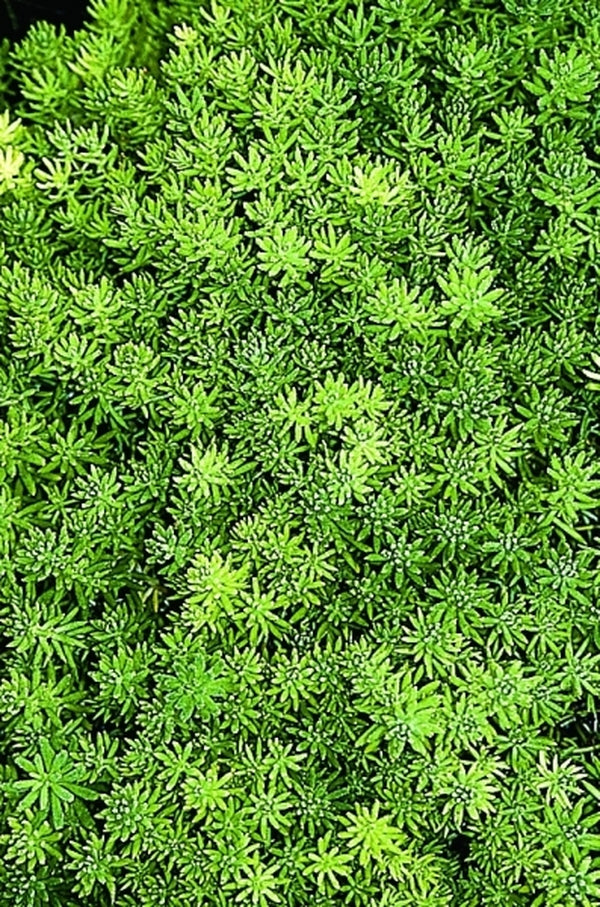 Image of Sedum mexicanum|Juniper Level Botanic Gdn, NC|JLBG