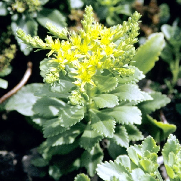 Image of Sedum takesimense BSWJ8518|Crug Farms, UK|