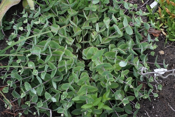 Image of Sedum ussuriense 'Chuwangsan'|H. Hansen Gdn, MI|