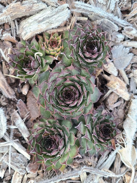 Image of Sempervivum 'Dakota'taken at Juniper Level Botanic Gdn, NC by JLBG