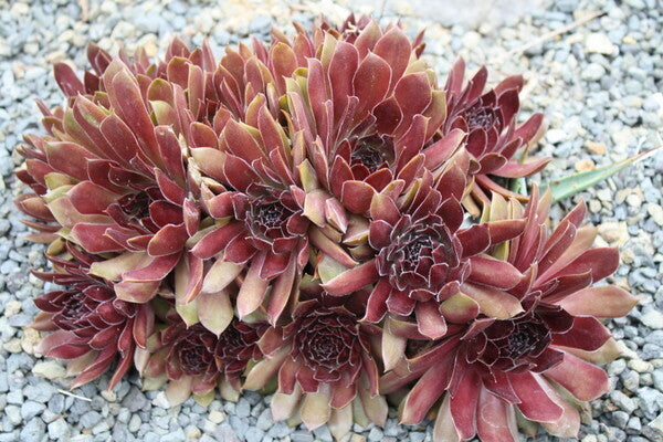 Image of Sempervivum 'Oh My'|Juniper Level Botanic Gdn, NC|JLBG