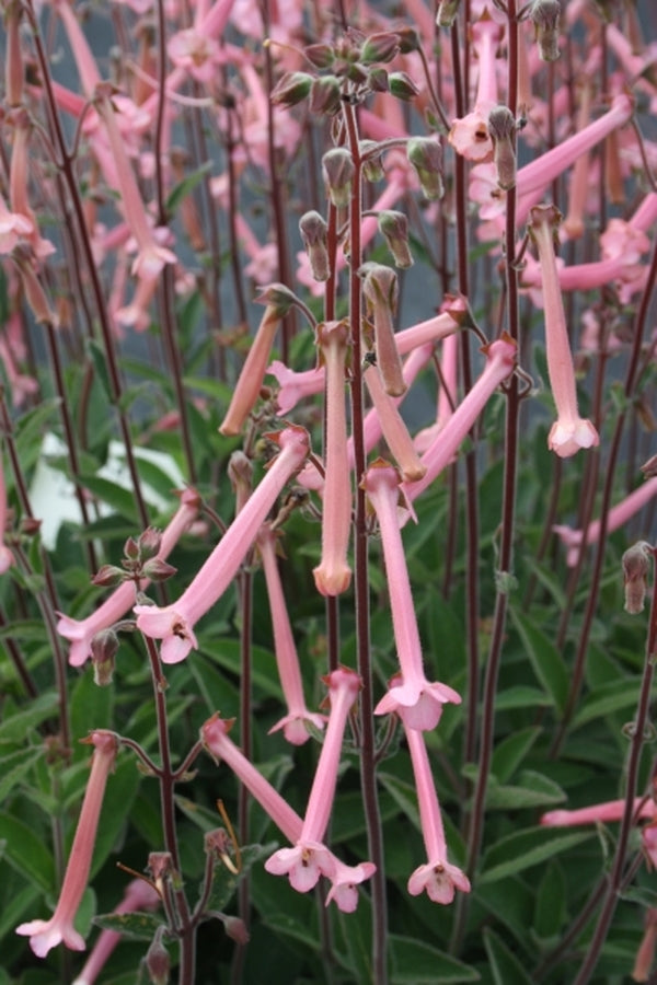 Image of Sinningia 'Lovely'|Juniper Level Botanic Gdn, NC|JLBG