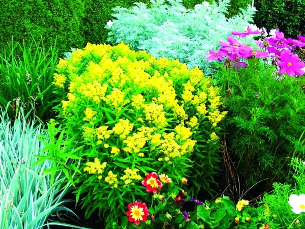 Image of Solidago 'Dansolitlem' PP 17,297|Planthaven, CA|PlantHaven