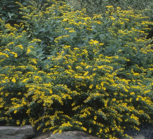 Image of Solidago drummondii|Juniper Level Botanic Gdn, NC|JLBG