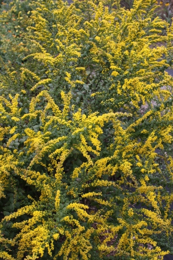 Image of Solidago rugosa 'Lynn Lowrey'|Juniper Level Botanic Gdn, NC|JLBG