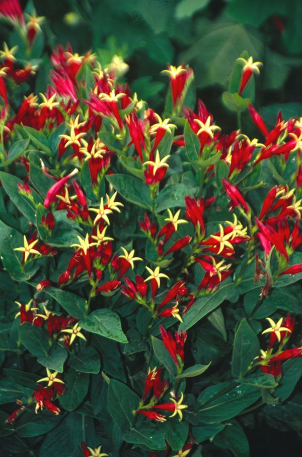 Image of Spigelia marilandicataken at Juniper Level Botanic Gdn, NC by JLBG