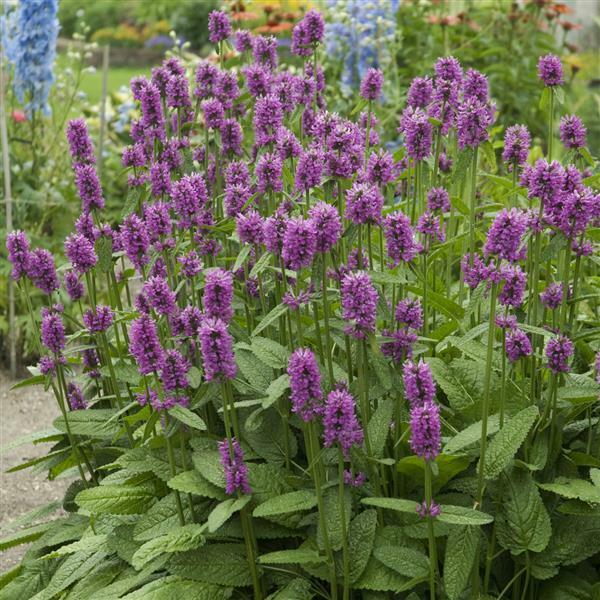 Image of Stachys 'Hummelo'||James Greenhouse