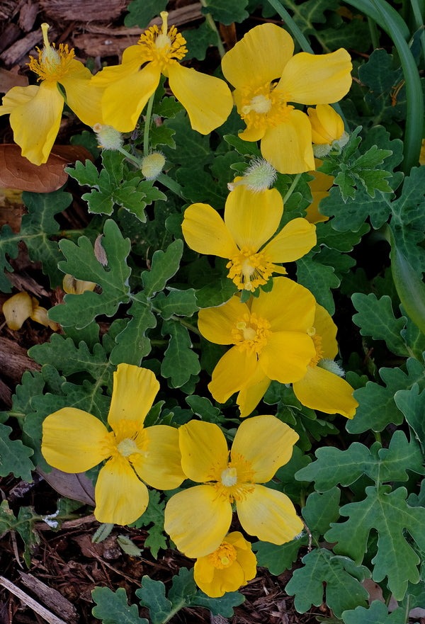 Image of Stylophorum diphyllum||