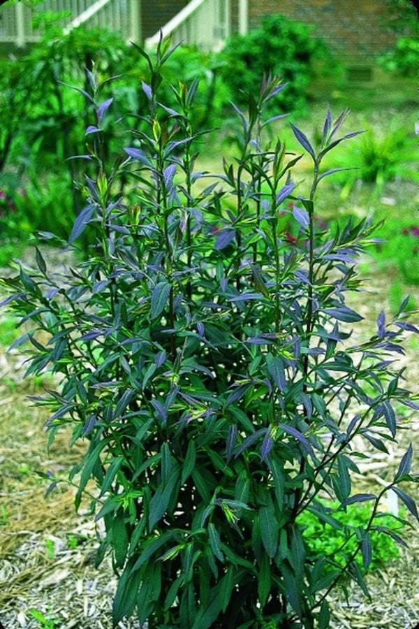 Image of Symphyotrichum lateriflorum 'Lady in Black'taken at Juniper Level Botanic Gdn, NC by JLBG