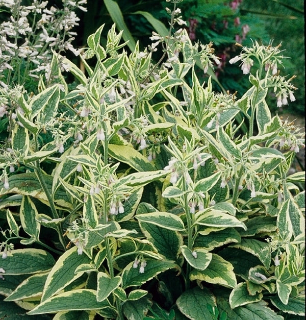Image of Symphytum x uplandicum 'Variegatum'|Juniper Level Botanic Gdn, NC|JLBG