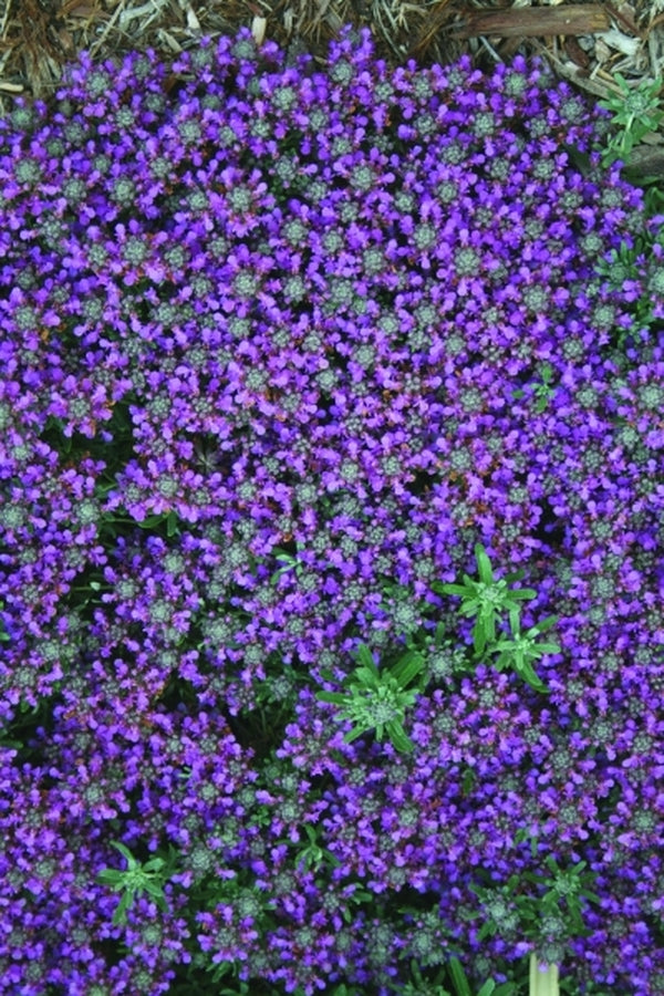 Image of Teucrium cossonii|Juniper Level Botanic Gdn, NC|JLBG
