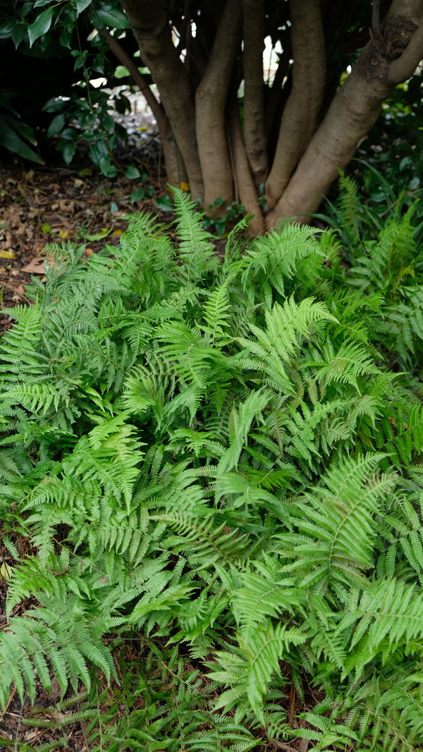 Image of Thelypteris bombadilii|Juniper Level Botanic Gdn, NC|JLBG