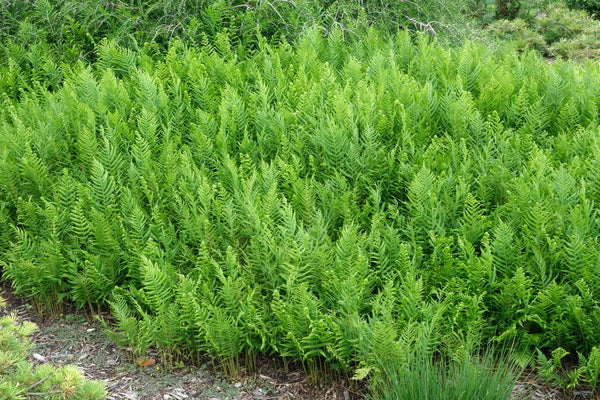 Image of Thelypteris glanduligera 'Green Shag'taken at Juniper Level Botanic Gdn, NC by JLBG