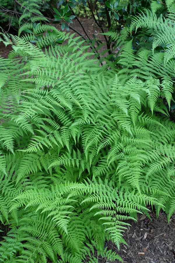 Image of Thelypteris torresiana 'Eco Maiden Lace'||