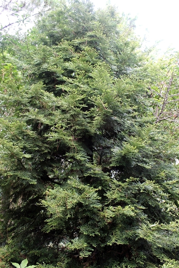 Image of Thujopsis dolabrata 'Hondai'||