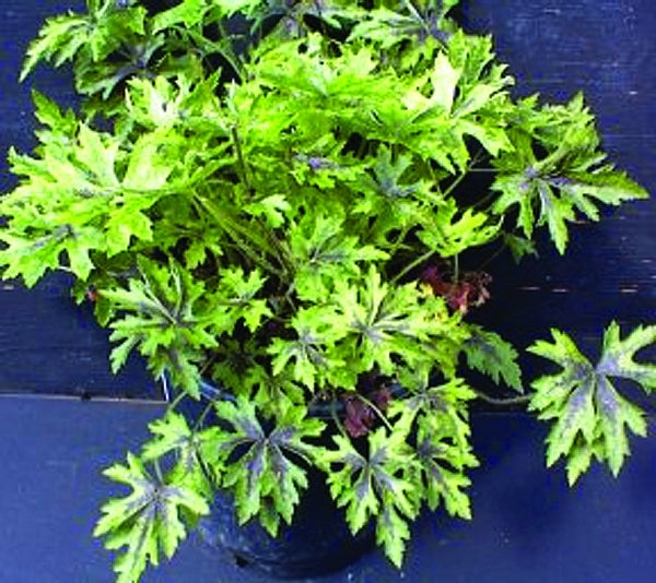 Image of Tiarella 'Butterfly Wings' PP 13,629|Primrose Path, PA|Primrose Path