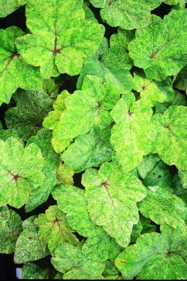 Image of Tiarella polyphylla 'Heronswood Mist'|Juniper Level Botanic Gdn, NC|JLBG
